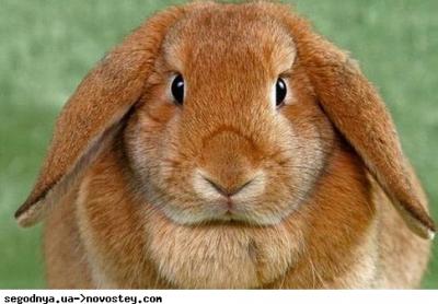 Прикрепленное изображение: ce08a0d13d5b65968f394cbab33a3dd7.jpg